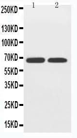Anti-GLUT12/SLC2A12 Antibody Picoband® Boster Bio