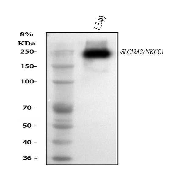 Anti-NKCC1/SLC12A2 Antibody Picoband® Boster Bio