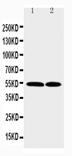 Anti-CCR3 Antibody Picoband® Boster Bio