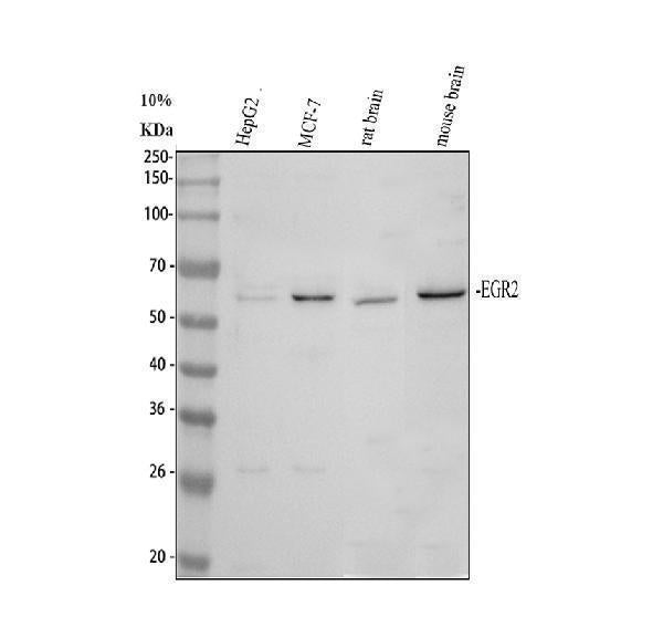 Anti-EGR2 Antibody Picoband® Boster Bio