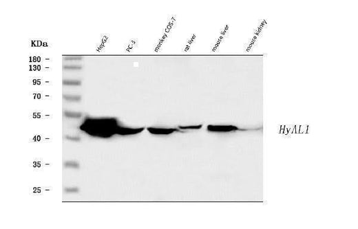 Anti-Hyaluronidase-1 HYAL1 Antibody Picoband® Boster Bio