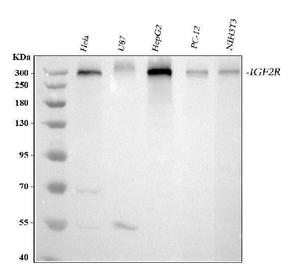 Anti-Mannose 6 Phosphate Receptor (Cation independent)/IGF2R Antibody Picoband® Boster Bio