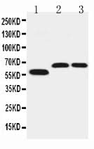 Anti-SLC1A4 Antibody Picoband® Boster Bio