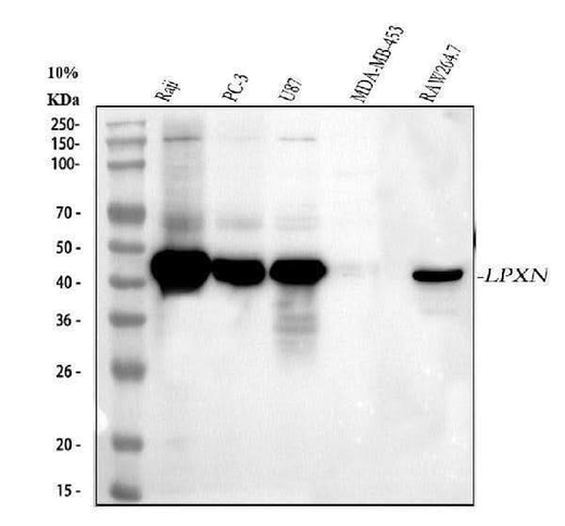 Anti-Leupaxin/LPXN Antibody Picoband® Boster Bio