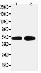 Anti-alpha 2a Adrenergic Receptor/ADRA2A Antibody Picoband® Boster Bio