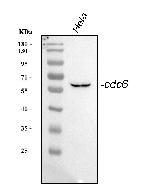 Anti-Cdc6 Antibody Picoband® Boster Bio