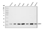 Anti-Catechol O-methyltransferase COMT Antibody Picoband® Boster Bio