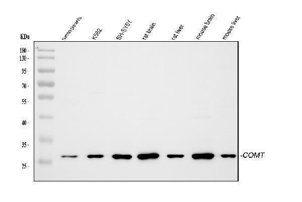 Anti-Catechol O-methyltransferase COMT Antibody Picoband® Boster Bio