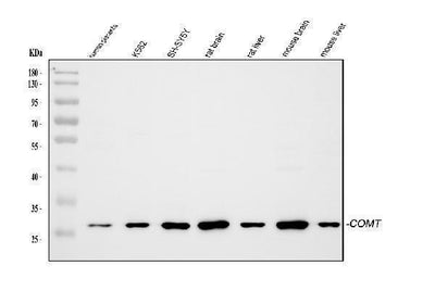 Anti-Catechol O-methyltransferase COMT Antibody Picoband® Boster Bio