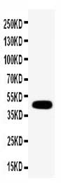 Anti-Connexin 45/GJA7/GJC1 Antibody Picoband® Boster Bio
