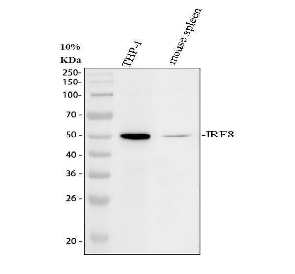 Anti-Interferon regulatory factor 8 IRF8 Antibody Picoband® Boster Bio