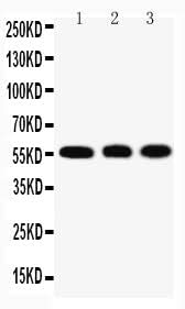 Anti-Krueppel-like factor 4 KLF4 Antibody Picoband® Boster Bio