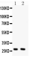 Anti-Olig1 Antibody Picoband® Boster Bio