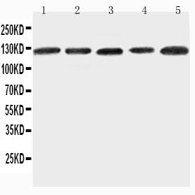 Anti-Integrin alpha-7 ITGA7 Antibody Picoband® Boster Bio