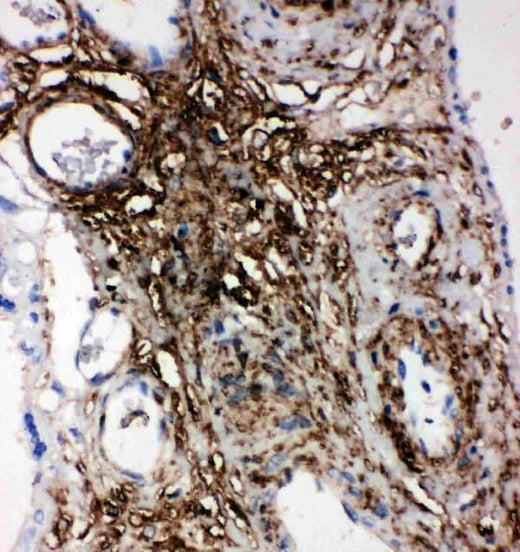 Anti-Phospholipid transfer protein PLTP Antibody Picoband® Boster Bio