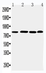 Anti-Prospero homeobox protein 1 PROX1 Antibody Picoband® Boster Bio