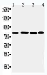 Anti-Prospero homeobox protein 1 PROX1 Antibody Picoband® Boster Bio