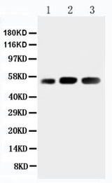 Anti-DNA/RNA-binding protein KIN17 KIN Antibody Picoband® Boster Bio