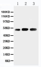 Anti-DNA/RNA-binding protein KIN17 KIN Antibody Picoband® Boster Bio