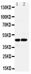 Anti-Vasopressin V1a receptor AVPR1A Antibody Picoband® Boster Bio