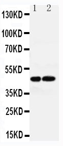 Anti-Vasopressin V1a receptor AVPR1A Antibody Picoband® Boster Bio