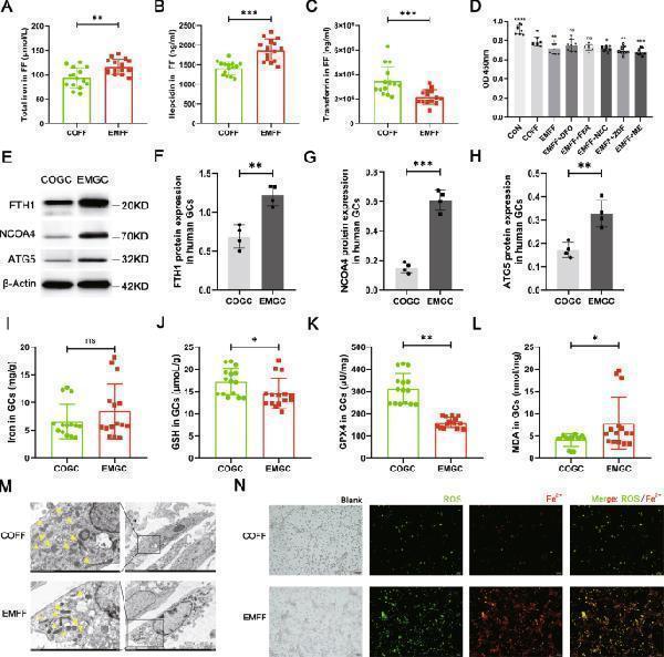 Anti-APG5L/ATG5 Antibody Picoband® Boster Bio