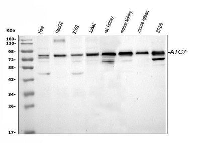 Anti-Apg7/ATG7 Antibody Picoband® Boster Bio
