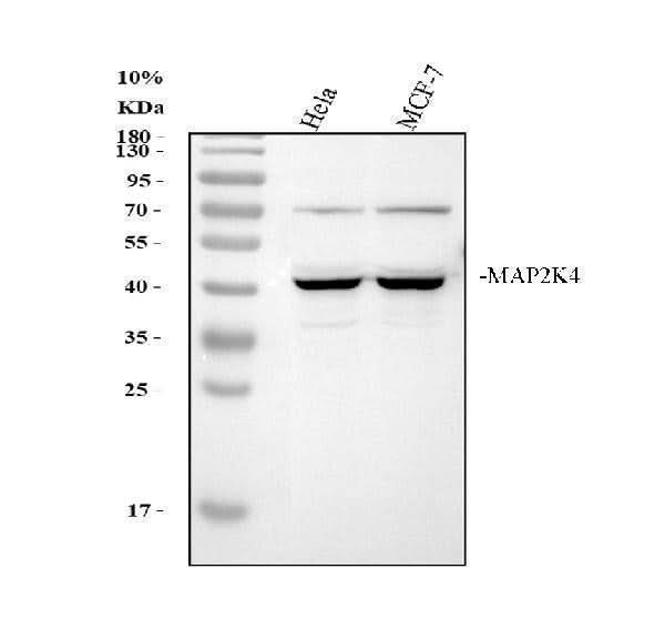 Anti-MEK4/MAP2K4 Antibody Picoband® Boster Bio