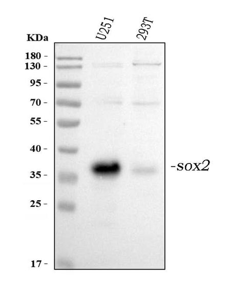 Anti-Transcription factor SOX-2 SOX2 Antibody Picoband® Boster Bio