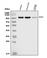 Anti-PSD95/DLG4 Antibody Picoband® Boster Bio