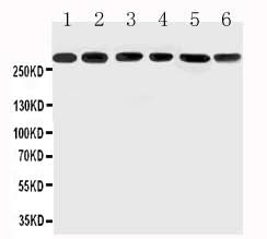 Anti-Mucin 5AC/MUC5AC Antibody Picoband® Boster Bio