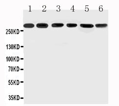Anti-Mucin 5AC/MUC5AC Antibody Picoband® Boster Bio