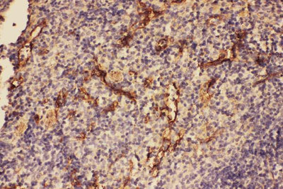 Anti-C5/C5a Antibody Picoband® Boster Bio