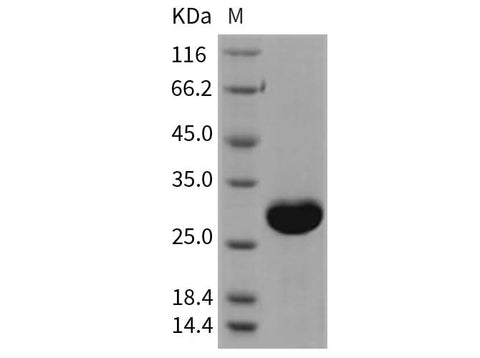 > 97 % as determined by reducing SDS-PAGE.