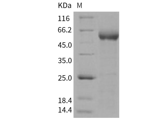 > 95 % as determined by reducing SDS-PAGE.