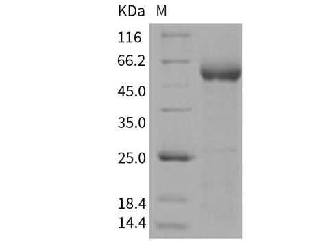 > 95 % as determined by reducing SDS-PAGE.
