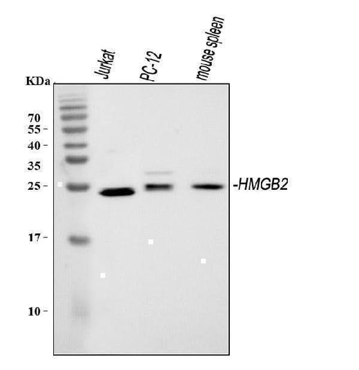 Anti-HMGB2 Antibody Picoband® Boster Bio