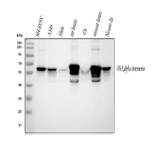 Anti-Alpha Internexin/INA Antibody Picoband® Boster Bio