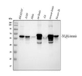 Anti-Alpha Internexin/INA Antibody Picoband® Boster Bio