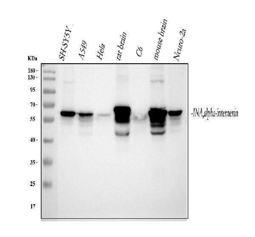 Anti-Alpha Internexin/INA Antibody Picoband® Boster Bio