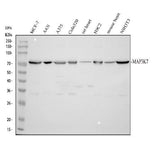Anti-TAK1/MAP3K7 Antibody Picoband® Boster Bio