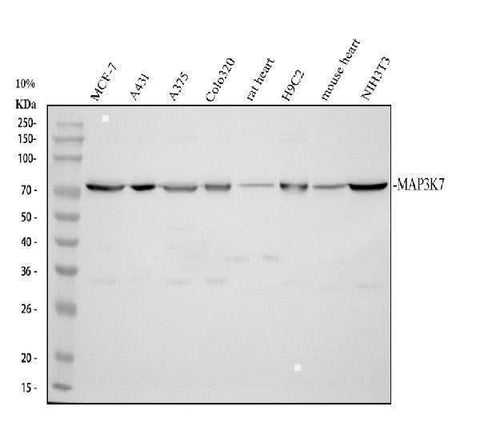 Anti-TAK1/MAP3K7 Antibody Picoband® Boster Bio