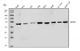 Anti-MAP3K8 Antibody Picoband® Boster Bio