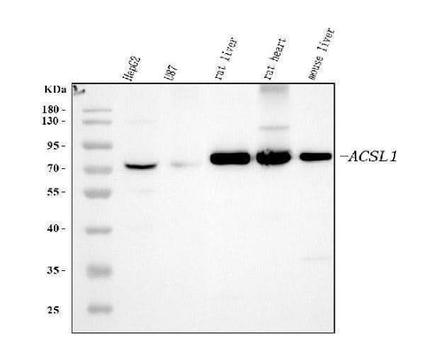 Anti-ACSL1 Antibody Picoband® Boster Bio