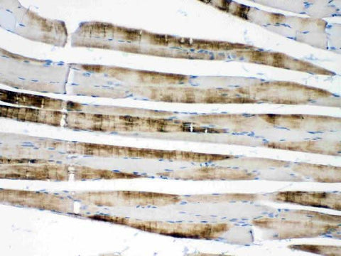 Anti-ACTN3 Antibody Picoband® Boster Bio