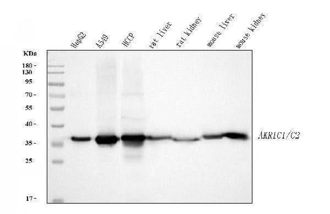Anti-AKR1C1/C2 Antibody Picoband® Boster Bio