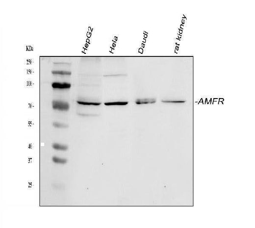Anti-AMFR Antibody Picoband® Boster Bio