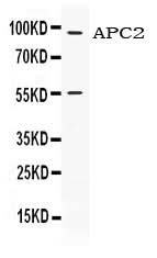 Anti-APC2 Antibody Picoband® Boster Bio