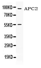 Anti-APC2 Antibody Picoband® Boster Bio