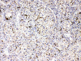 Anti-Apolipoprotein B/APOB Antibody Picoband® Boster Bio